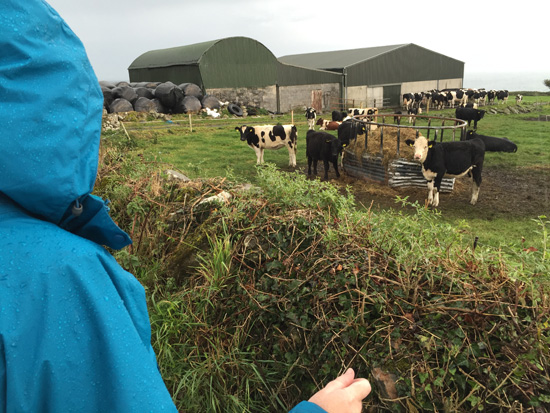 Siobhan in rain at side of road looking at cows grazing and waiting to be let in to milking parlor.