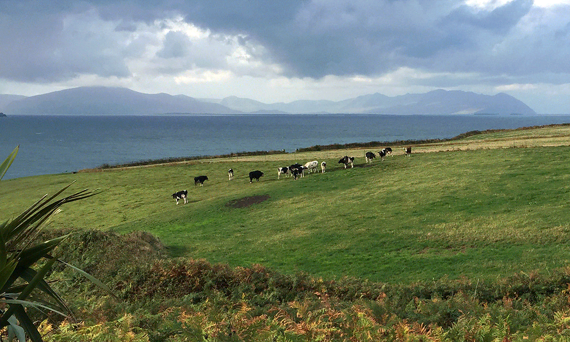 Clouds above, mountains across Ballyheigue Bay, cows grazing in clifftop fields